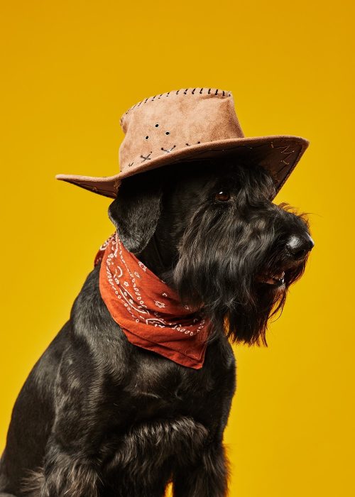 black-schnauzer-cowboy-dog-2022-08-11-19-54-34-utc-min.jpg black-schnauzer-cowboy-dog-2022-08-11-19-54-34-utc-min.jpg